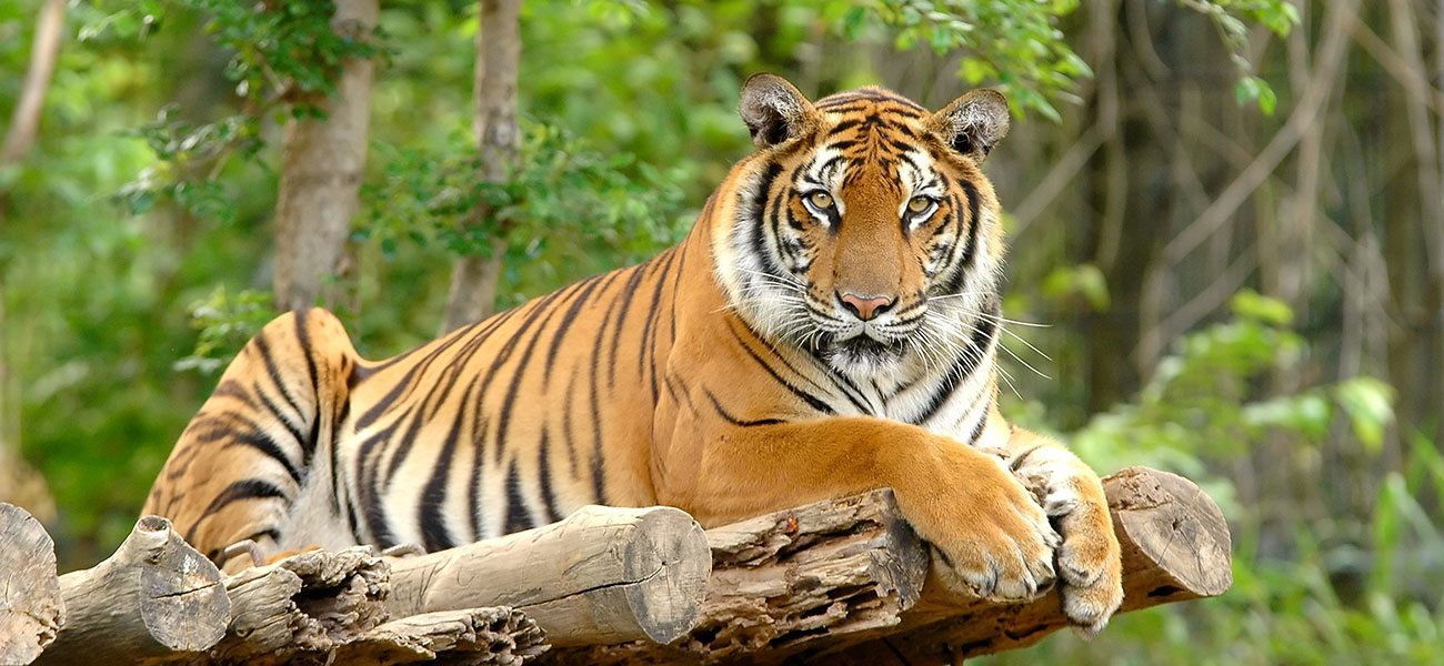 Zoo & Tierpark - Ausflugsziel im Salzburger Land